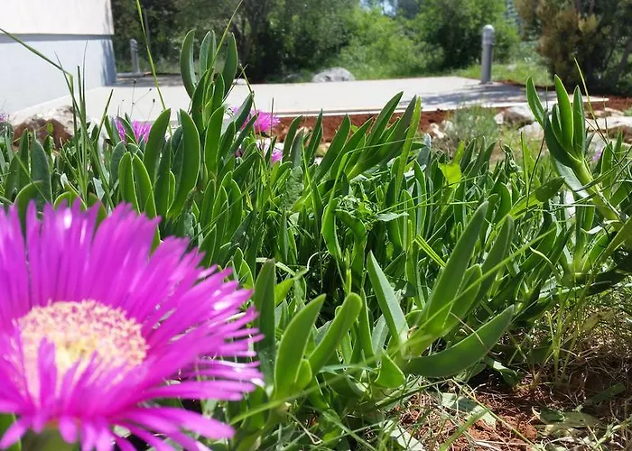 Διαμέρισμα Olive